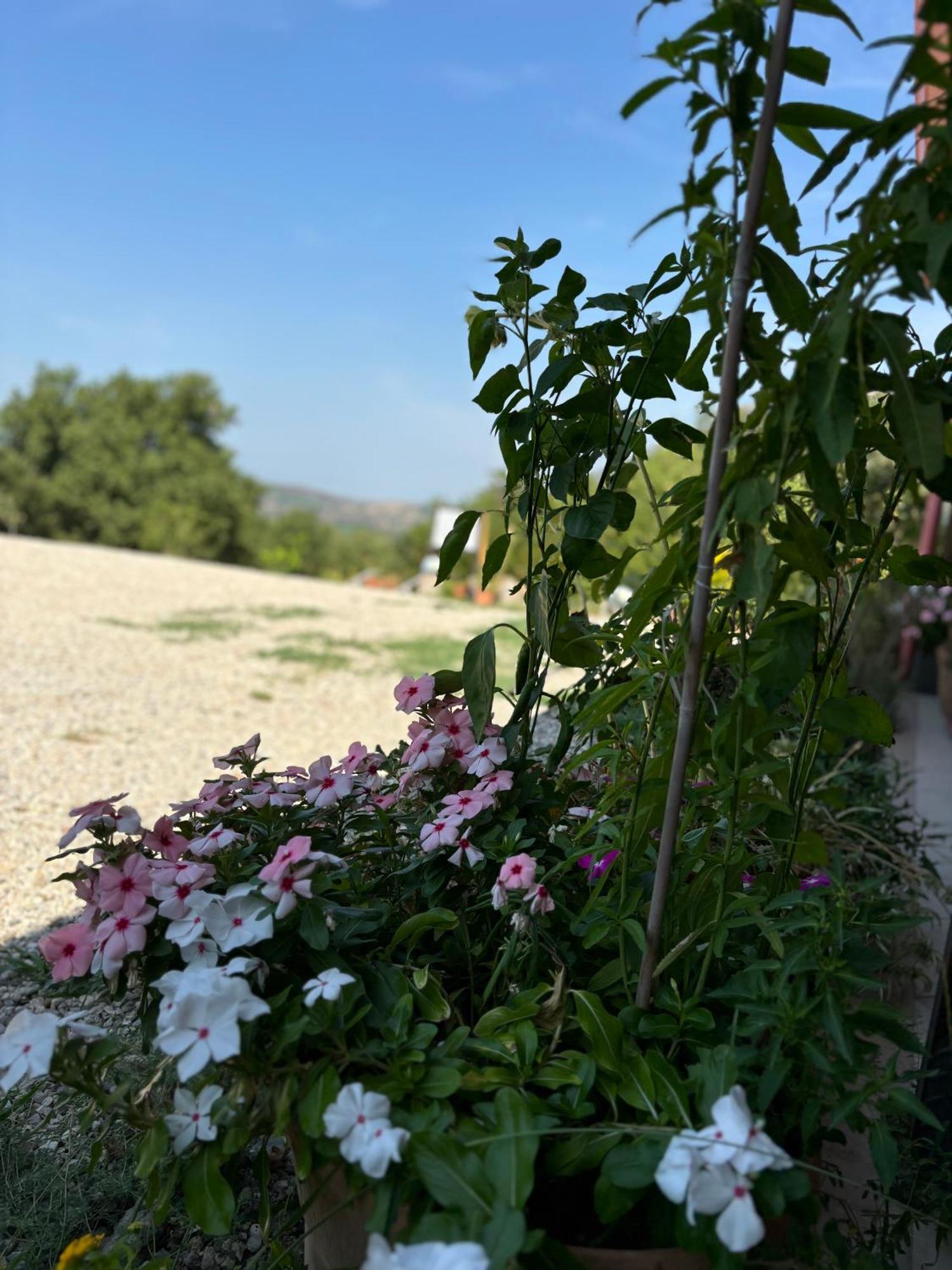B&B Casa Martina Giungano ภายนอก รูปภาพ